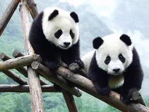 熊猫娱乐吃瓜酱,揭秘娱乐圈幕后故事